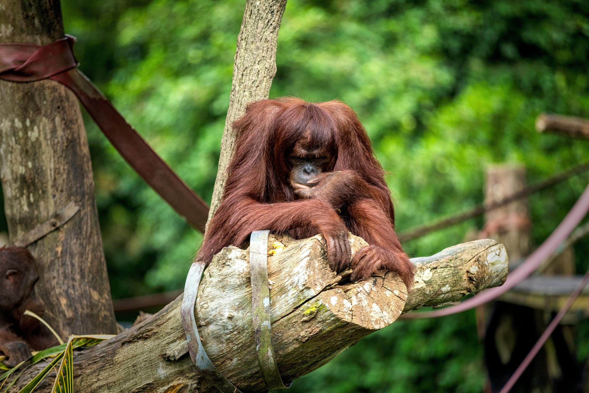 wisata alam berkelanjutan indonesia - orangutan di habitat aslinya taman nasional tanjung puting