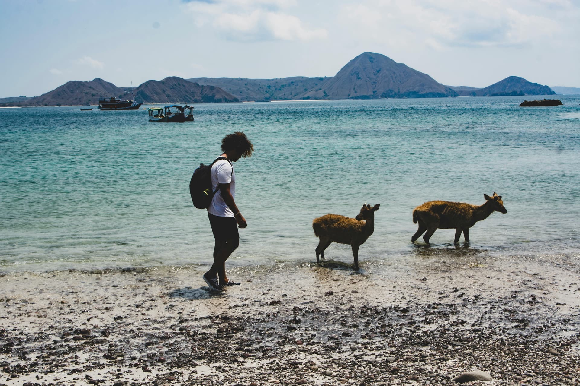 itinerary backpacker flores nusa tenggara 7 hari dengan budget minim - interaksi dekat dengan fauna lokal di pesisir flores