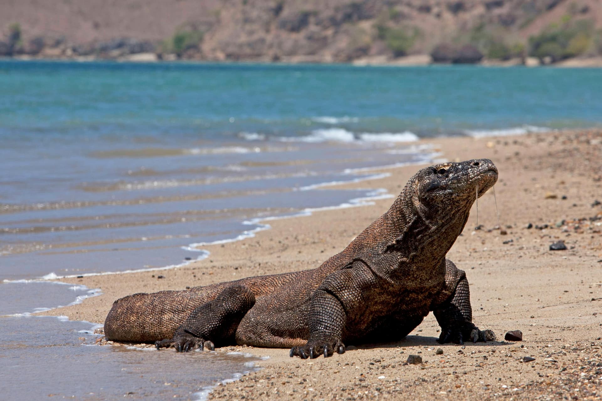 wisata alam berkelanjutan indonesia - pesona komodo di habitat aslinya yang eksotis dan langka