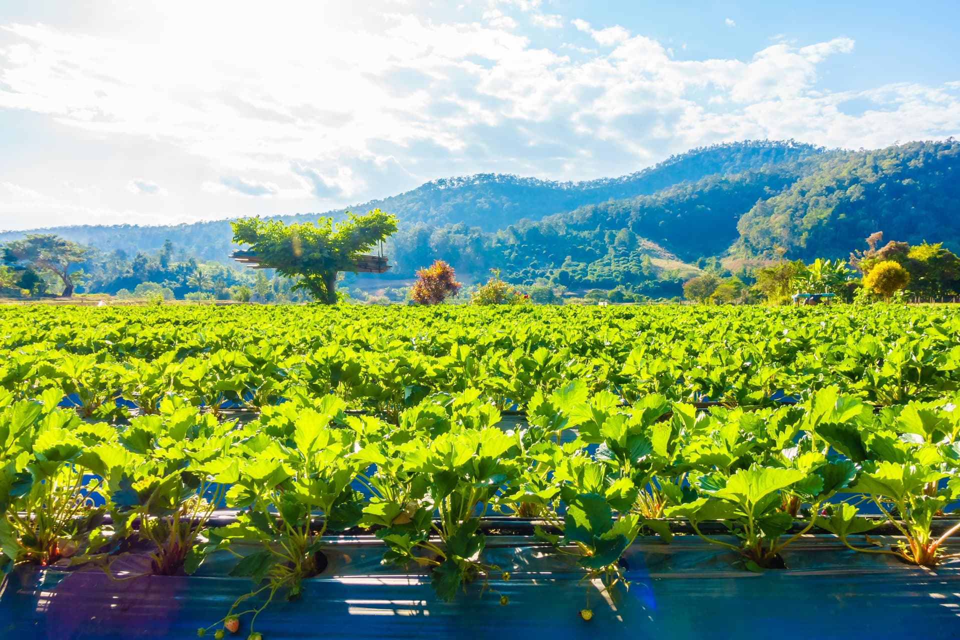 kebun strawberry ciwidey bandung - itinerary liburan keluarga bandung 2 hari 1 malam