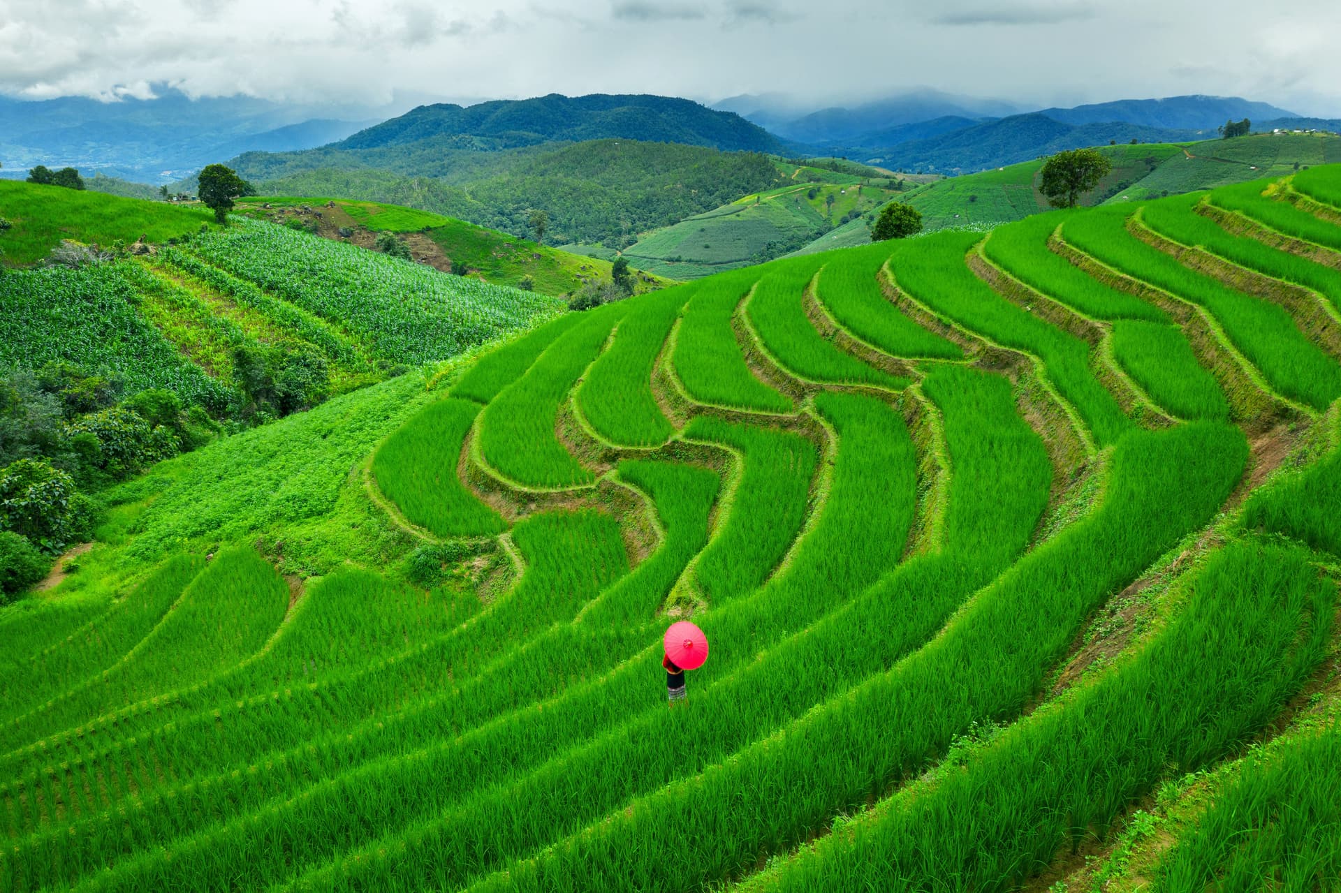 Pemandangan hijau persawahan terasering di Ubud Bali