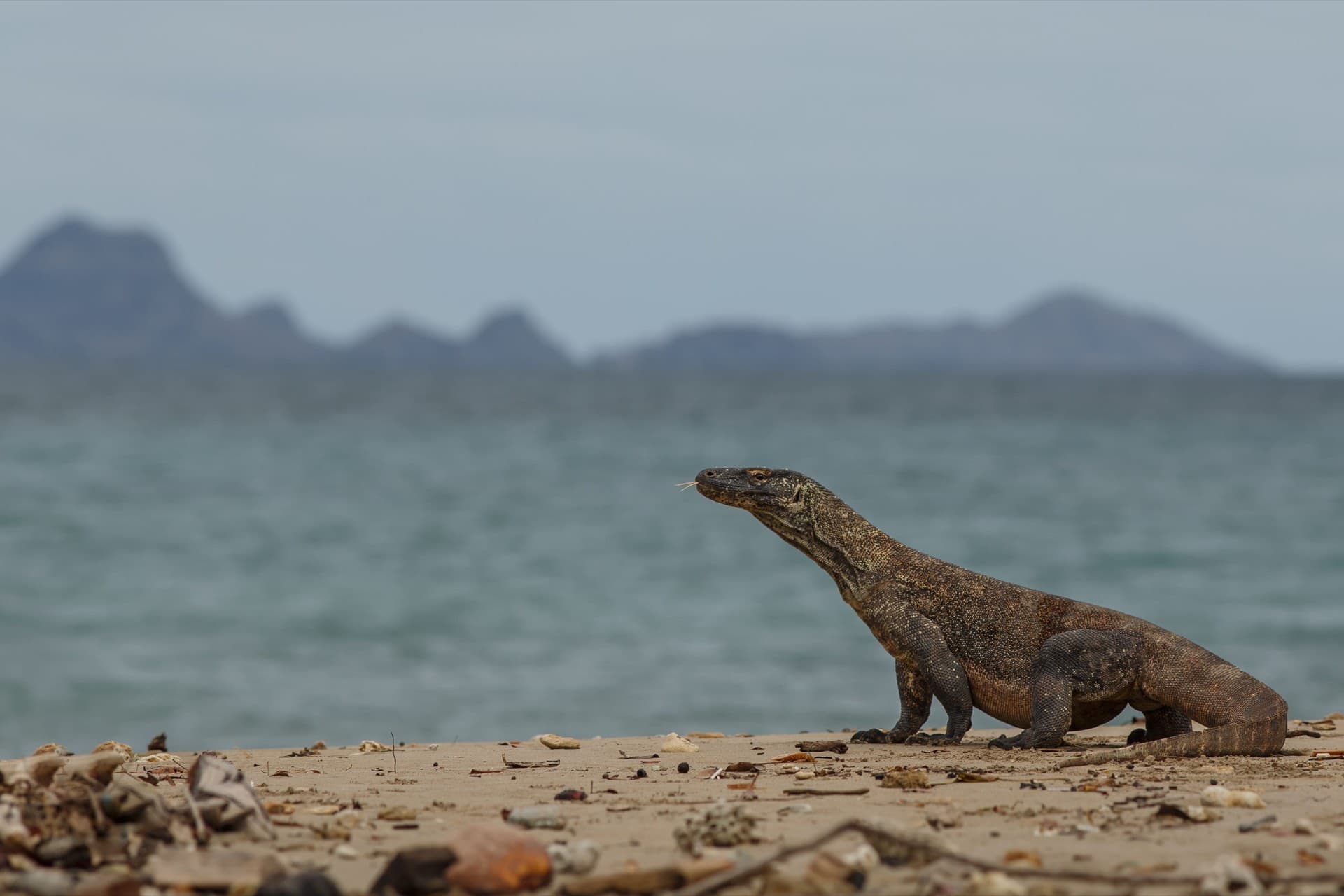 Itinerary Labuan Bajo 4 Hari 3 Malam: Komodo, Laut Flores, dan Wisata Alam Terbaik